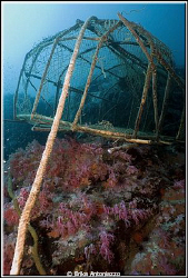 Why do they continue to put their fishing cages on the reef? by Erika Antoniazzo 